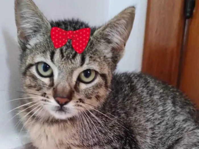 Gato ra a Mestiça  idade 2 a 6 meses nome Julie 