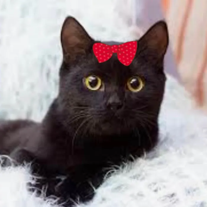 Gato ra a Mestiça  idade 2 a 6 meses nome Mikaelle 