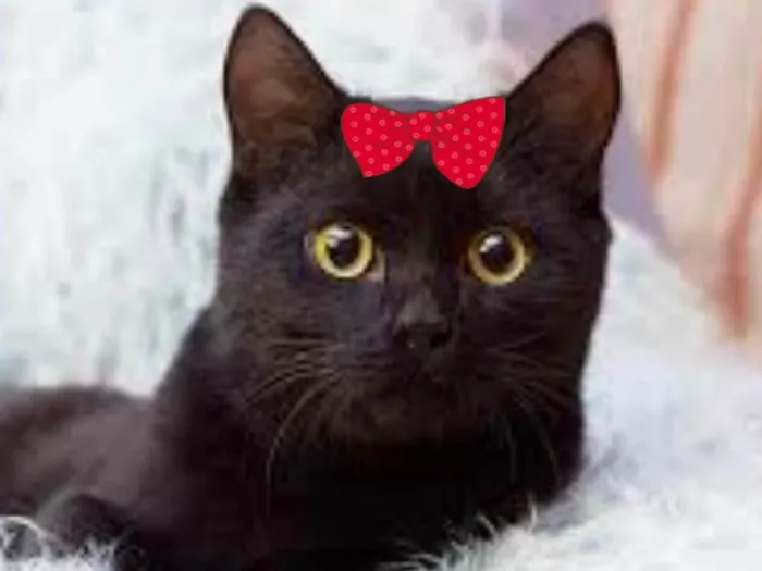 Gato ra a Mestiça  idade 2 a 6 meses nome Mikaelle 