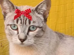 Gato raça Mestiça  idade 2 a 6 meses nome Cristal 