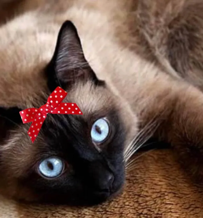 Gato ra a Siamesa  idade 2 a 6 meses nome Nicole 