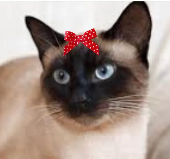 Gato ra a Siamesa  idade 2 a 6 meses nome Nicole 