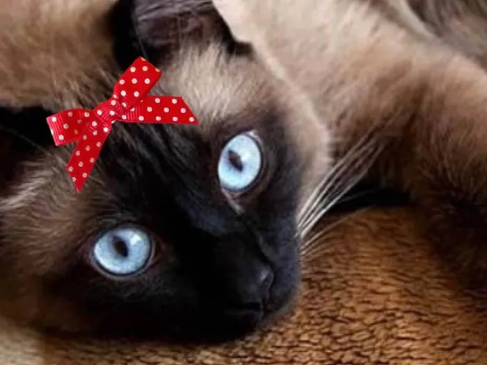 Gato ra a Siamesa  idade 2 a 6 meses nome Nicole 