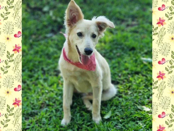 Cachorro ra a Srd idade 7 a 11 meses nome CHENIN