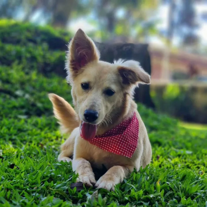 Cachorro ra a Srd idade 7 a 11 meses nome CHENIN