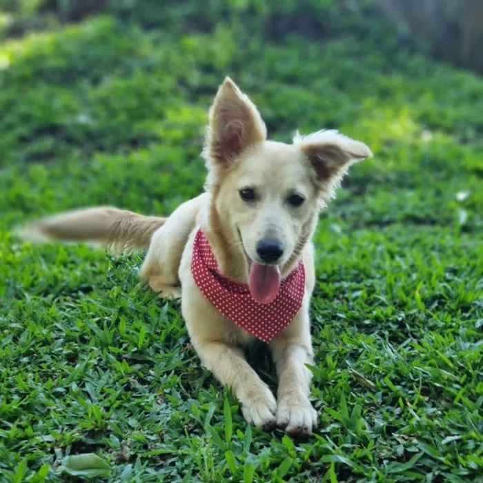 Cachorro ra a Srd idade 7 a 11 meses nome CHENIN