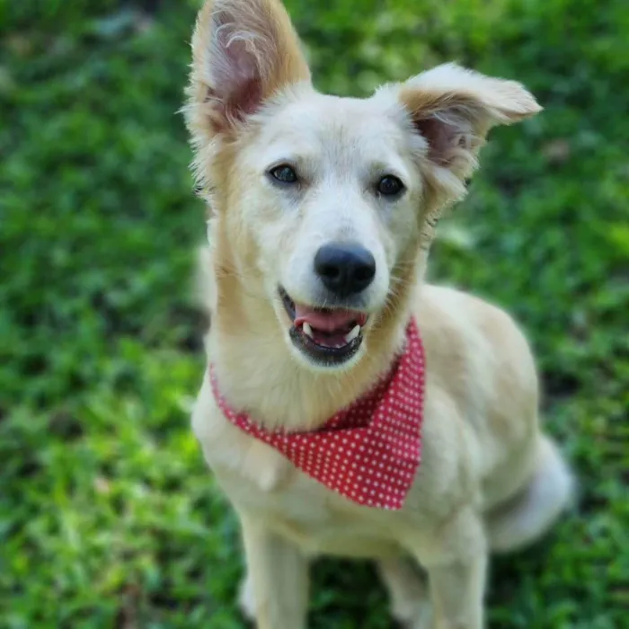 Cachorro ra a Srd idade 7 a 11 meses nome CHENIN