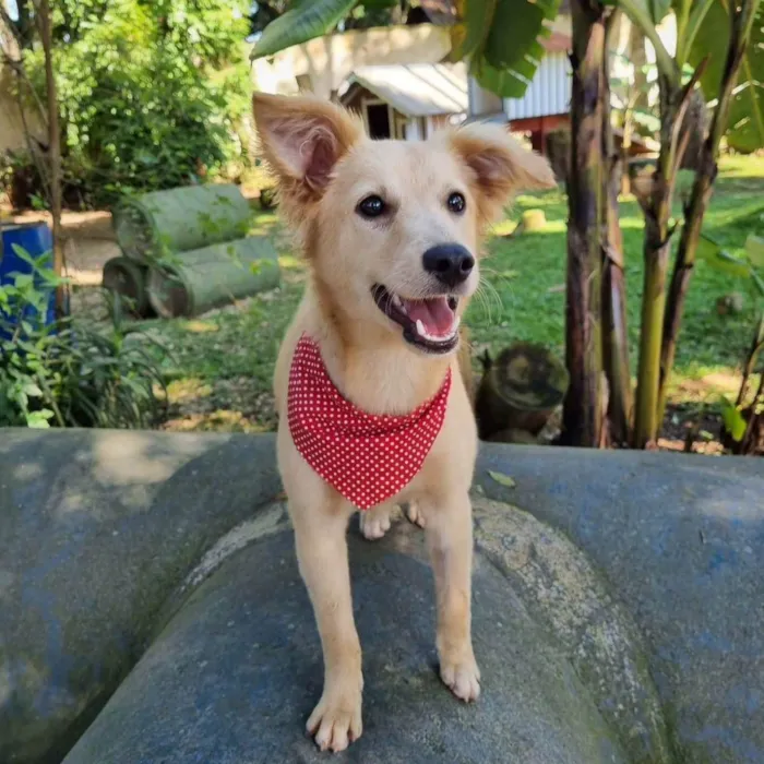 Cachorro ra a Srd idade 7 a 11 meses nome CHENIN