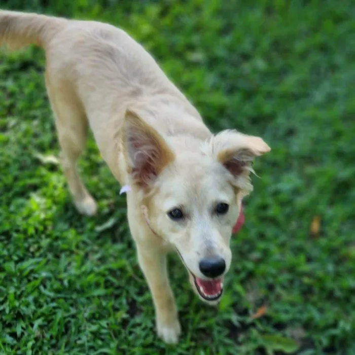 Cachorro ra a Srd idade 7 a 11 meses nome CHENIN