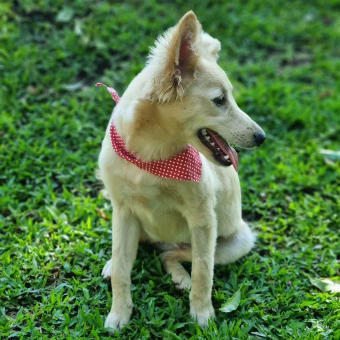 Cachorro ra a Srd idade 7 a 11 meses nome CHENIN