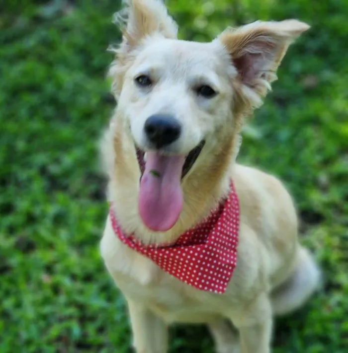 Cachorro ra a Srd idade 7 a 11 meses nome CHENIN