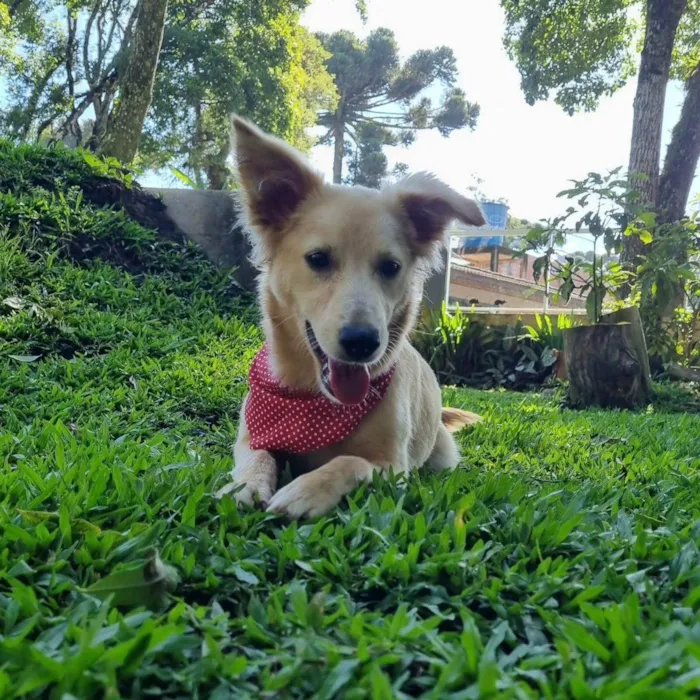 Cachorro ra a Srd idade 7 a 11 meses nome CHENIN