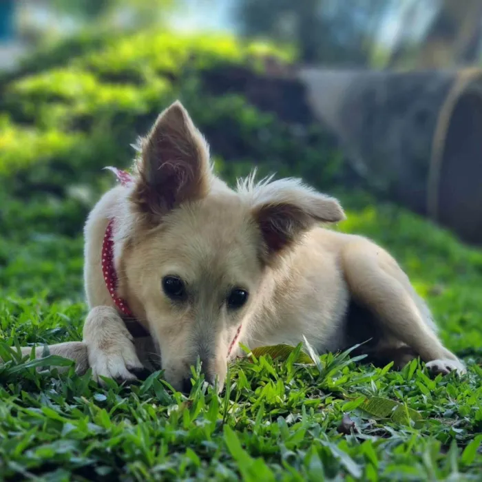 Cachorro ra a Srd idade 7 a 11 meses nome CHENIN