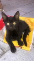 Gato raça Srd idade 2 a 6 meses nome Nyix