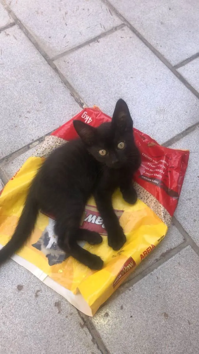 Gato raça Srd idade 2 a 6 meses nome Nyix