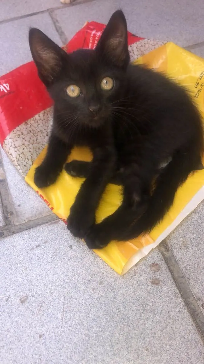 Gato raça Srd idade 2 a 6 meses nome Nyix