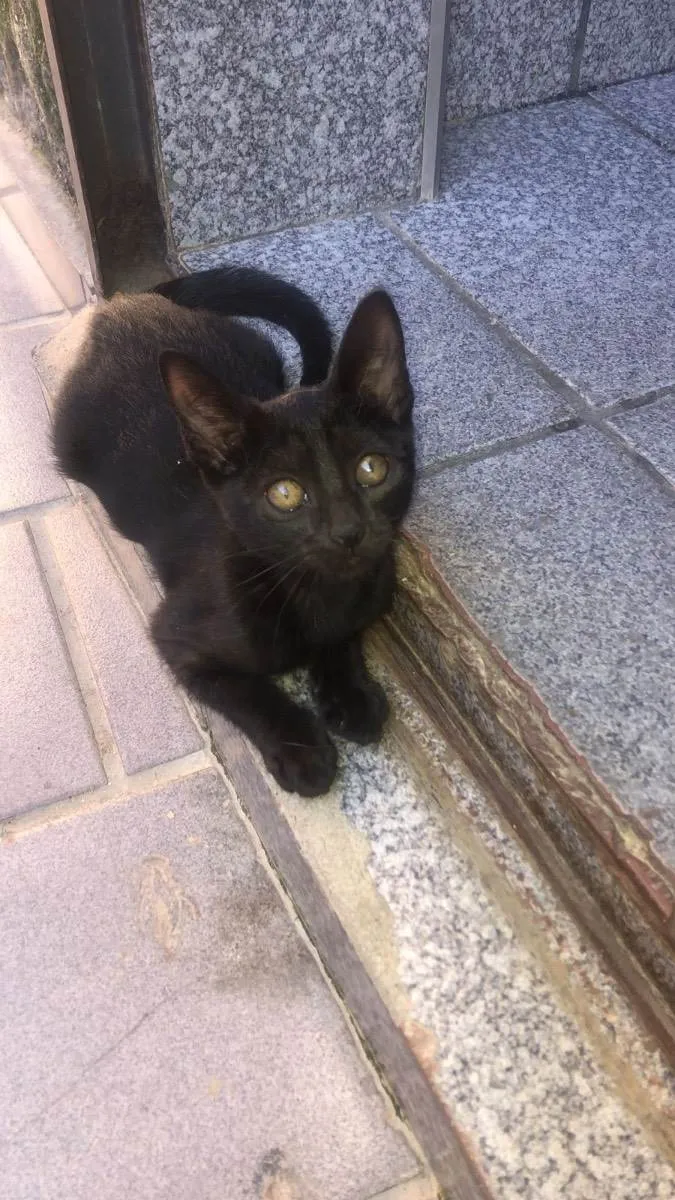 Gato raça Srd idade 2 a 6 meses nome Nyix