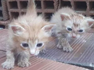 Gato raça  idade 2 a 6 meses nome Aguardando um nome