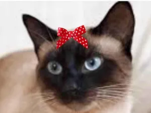Gato raça Siamesa  idade 2 a 6 meses nome Nicole 