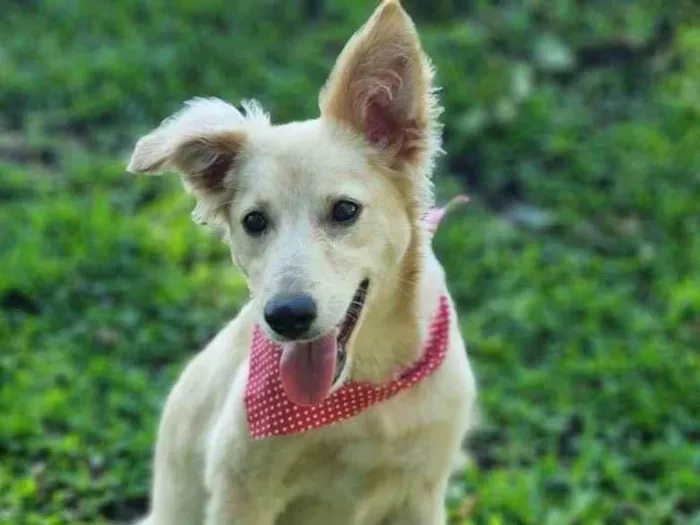 Cachorro ra a Srd idade 7 a 11 meses nome CHENIN