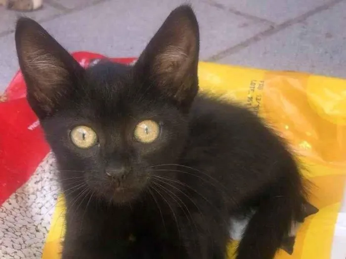 Gato raça Srd idade 2 a 6 meses nome Nyix