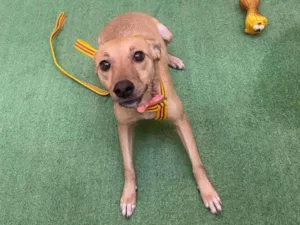 Cachorro raça Srd idade 1 ano nome July