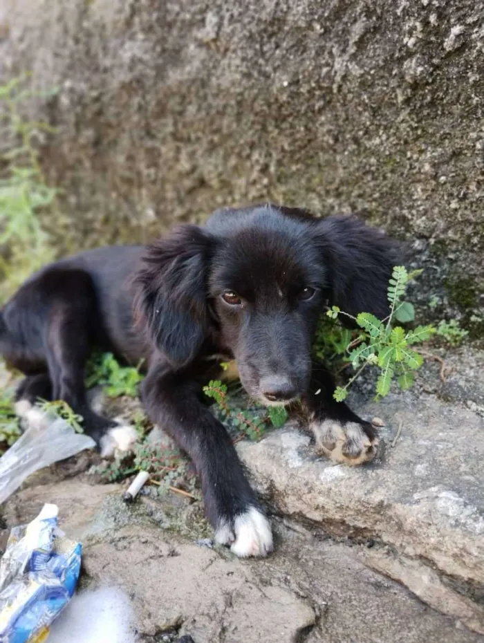 Cachorro ra a SRD ( SEM RAÇÁ DEFINIDA) idade 2 a 6 meses nome LUNA