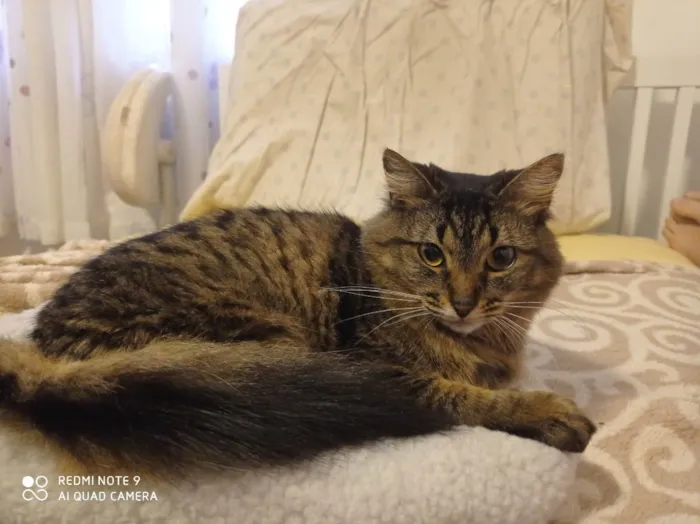 Gato ra a Vira lata idade 3 anos nome Hiori