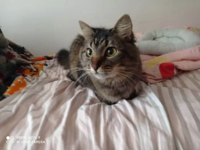 Gato ra a Vira lata idade 3 anos nome Hiori