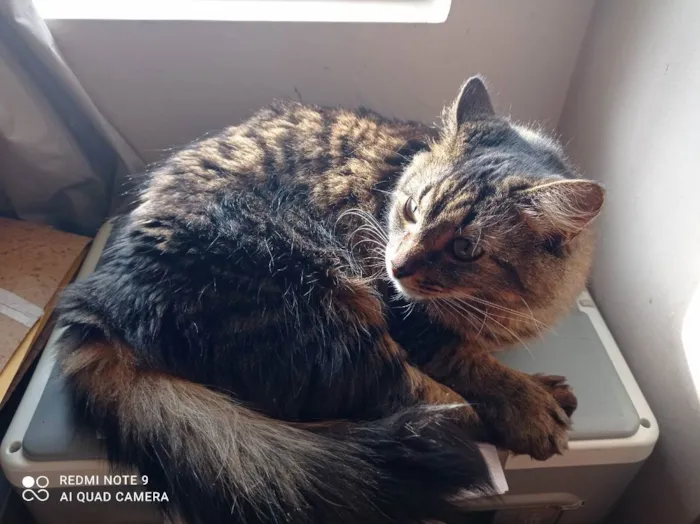 Gato ra a Vira lata idade 3 anos nome Hiori