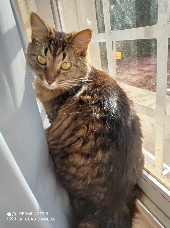Gato ra a Vira lata idade 3 anos nome Hiori