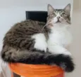 Benedita