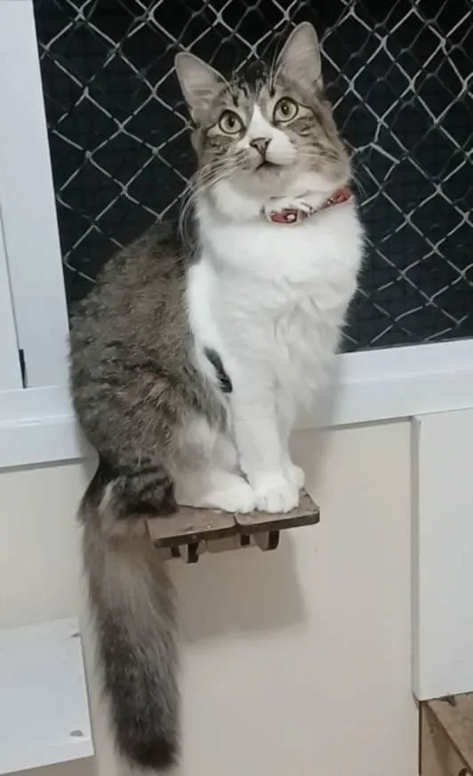 Gato ra a Srd idade 1 ano nome Benedita 