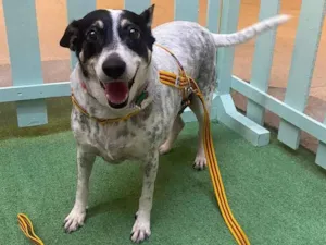 Cachorro raça Srd idade 2 anos nome Teca