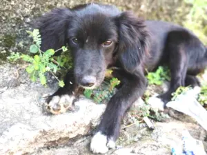 Cachorro raça SRD ( SEM RAÇÁ DEFINIDA) idade 2 a 6 meses nome LUNA