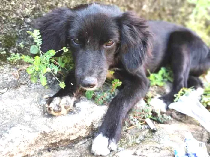 Cachorro ra a SRD ( SEM RAÇÁ DEFINIDA) idade 2 a 6 meses nome LUNA