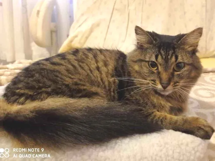 Gato ra a Vira lata idade 3 anos nome Hiori