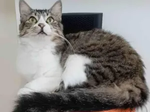 Gato raça Srd idade 1 ano nome Benedita 