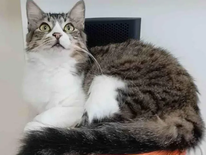Gato ra a Srd idade 1 ano nome Benedita 