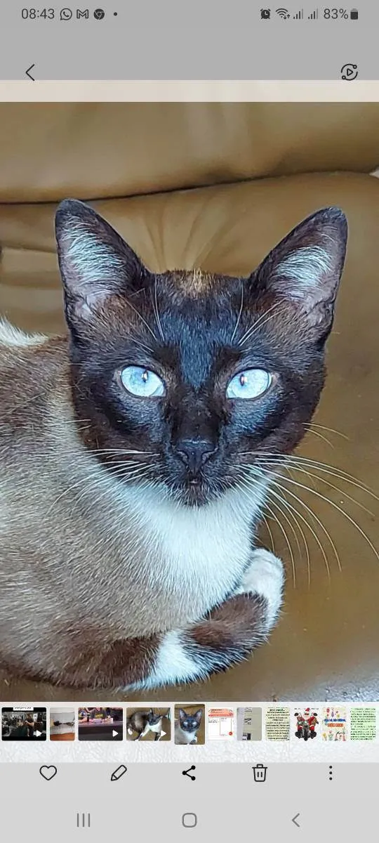 Gato ra a Sem raça definida idade 3 anos nome Sem nome