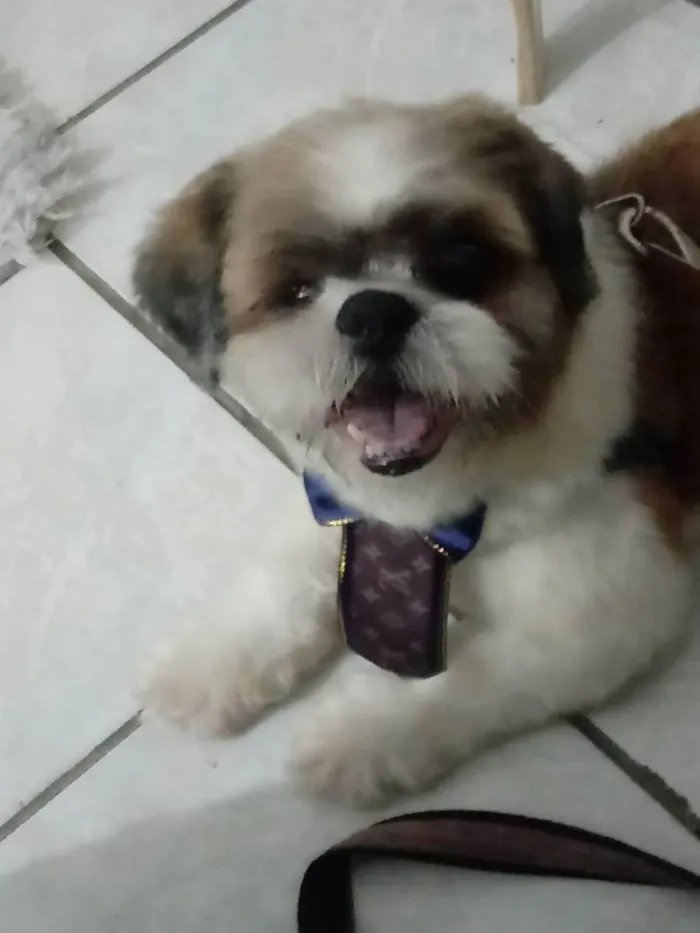 Cachorro ra a Shitzu idade 3 anos nome PEDRINHO 