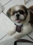 PEDRINHO