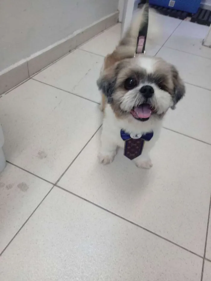 Cachorro ra a Shitzu idade 3 anos nome PEDRINHO 