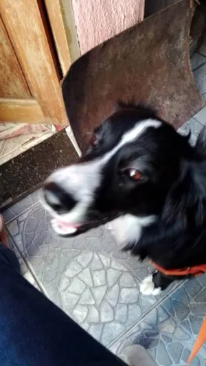 Cachorro raça Border collie idade 1 ano nome Kush