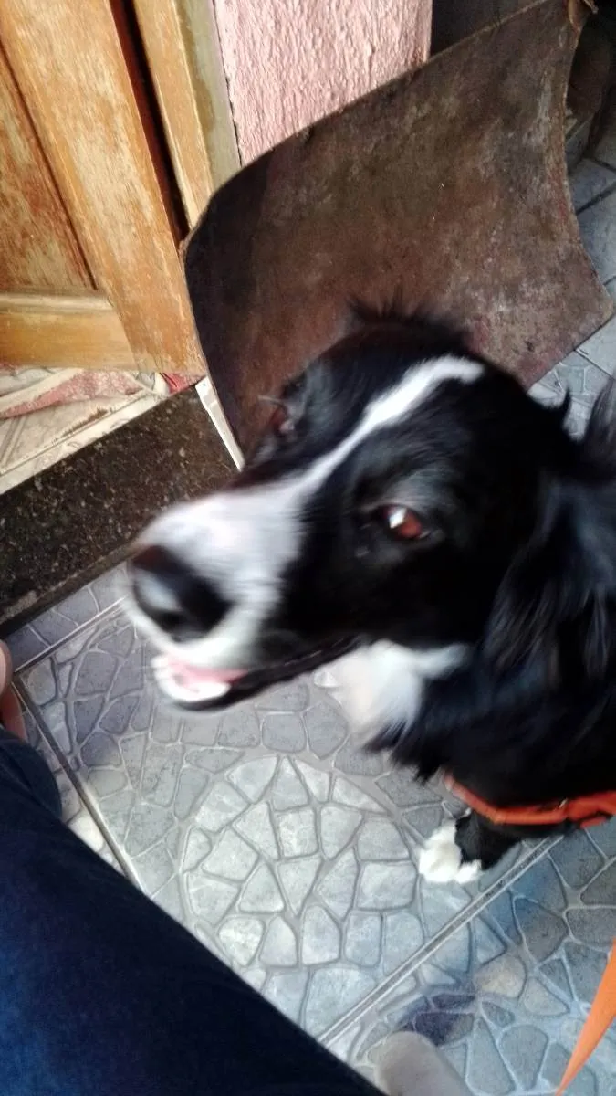 Cachorro ra a Border collie idade 1 ano nome Kush