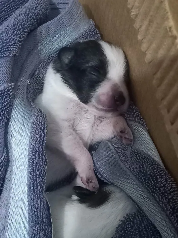 Cachorro raça Vira-lata idade Abaixo de 2 meses nome ...