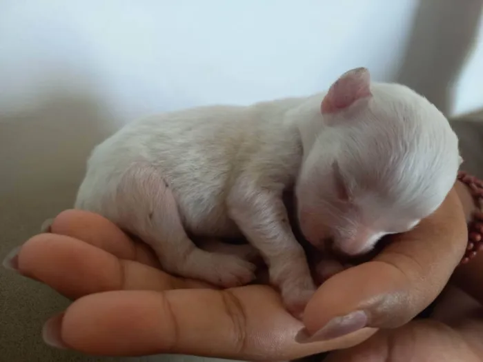 Cachorro raça Vira-lata idade Abaixo de 2 meses nome ...