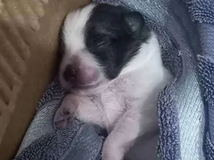 Cachorro raça Vira-lata idade Abaixo de 2 meses nome ...