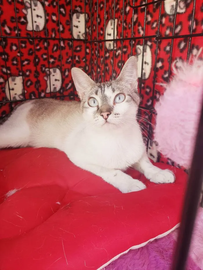 Gato raça Srd  idade 7 a 11 meses nome Nicole