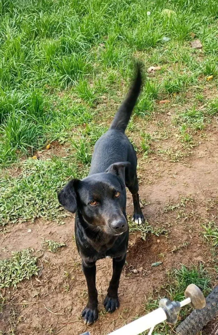 Cachorro ra a Vira lata idade 3 anos nome Lucy